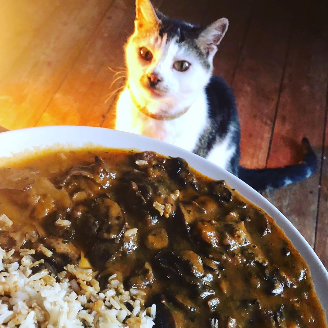 Mushroom Stroganoff & Rice, Garlic & Rosemary Focaccia