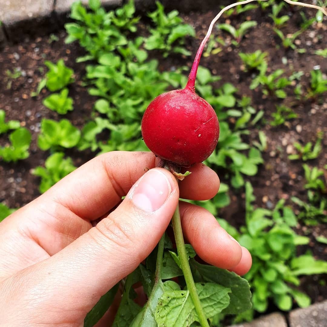 Quick Pickled Radishes