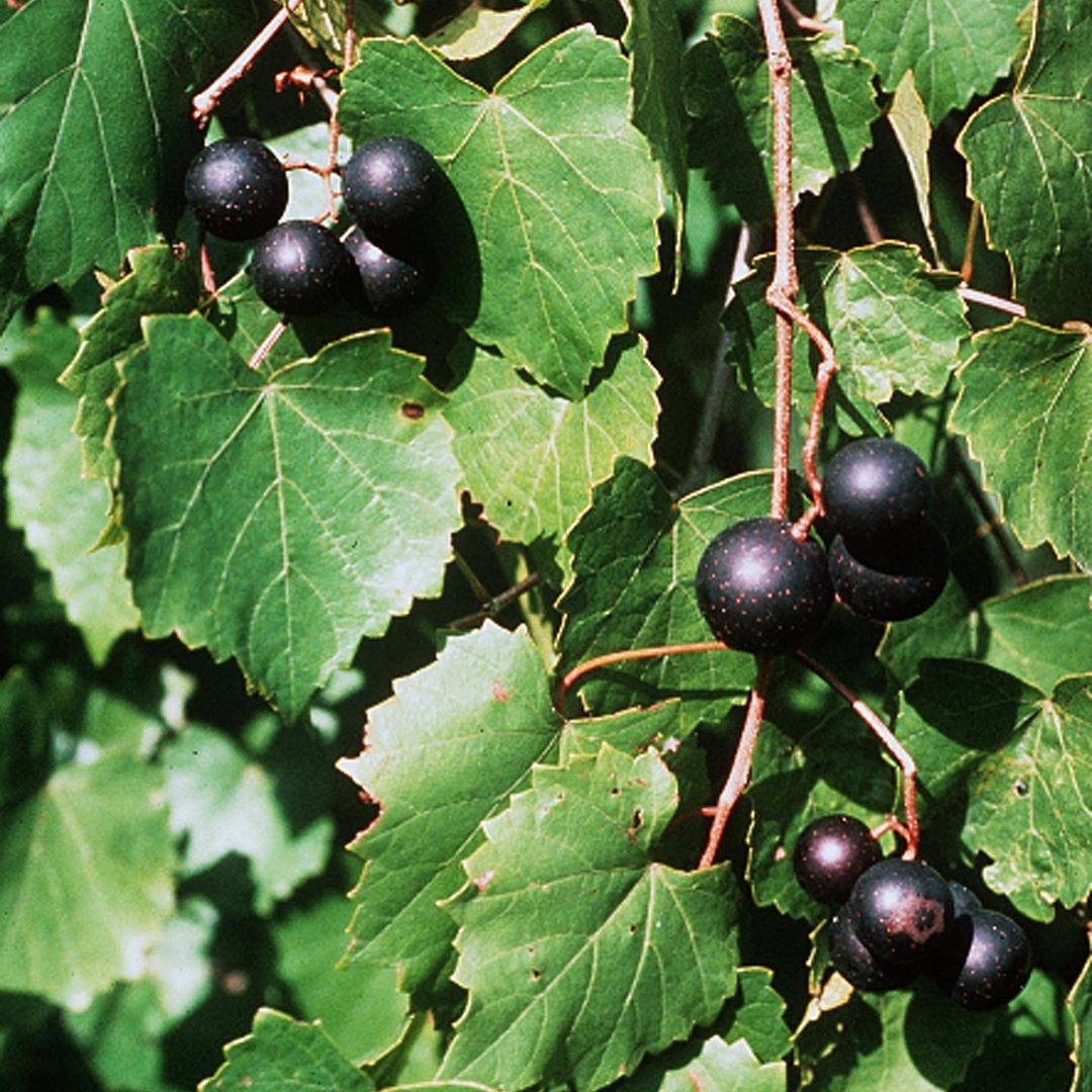 Alkaline Grape Soda